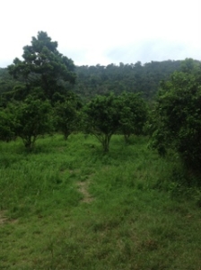 mature trees cangrejal river property