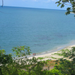 rainforest and caribbean sea