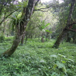 Tropical Rainforest in Cangrejal River